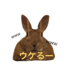 実写版★うさぎのみるこ（個別スタンプ：8）