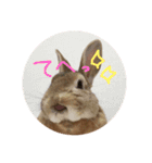実写版★うさぎのみるこ（個別スタンプ：10）