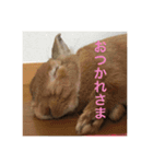 実写版★うさぎのみるこ（個別スタンプ：12）