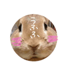 実写版★うさぎのみるこ（個別スタンプ：14）