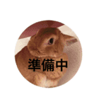 実写版★うさぎのみるこ（個別スタンプ：15）