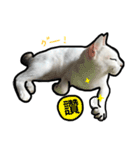 マジっすか！？（個別スタンプ：21）
