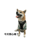 Shiba inu-HG（個別スタンプ：1）