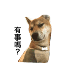 Shiba inu-HG（個別スタンプ：2）
