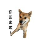 Shiba inu-HG（個別スタンプ：3）