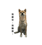 Shiba inu-HG（個別スタンプ：4）