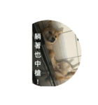 Shiba inu-HG（個別スタンプ：5）