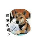 Shiba inu-HG（個別スタンプ：7）