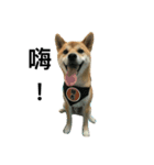Shiba inu-HG（個別スタンプ：8）