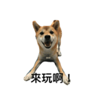 Shiba inu-HG（個別スタンプ：9）