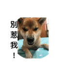 Shiba inu-HG（個別スタンプ：10）