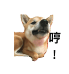 Shiba inu-HG（個別スタンプ：12）