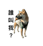 Shiba inu-HG（個別スタンプ：13）