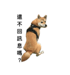 Shiba inu-HG（個別スタンプ：14）