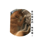 Shiba inu-HG（個別スタンプ：15）