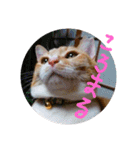 ころまる(猫)（個別スタンプ：1）
