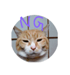 ころまる(猫)（個別スタンプ：3）