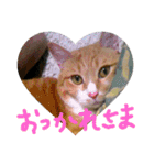 ころまる(猫)（個別スタンプ：4）