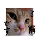 ころまる(猫)（個別スタンプ：5）