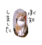 ころまる(猫)（個別スタンプ：6）