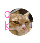 ころまる(猫)（個別スタンプ：7）