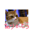 ころまる(猫)（個別スタンプ：9）