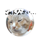 ころまる(猫)（個別スタンプ：10）
