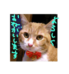 ころまる(猫)（個別スタンプ：11）