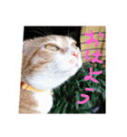 ころまる(猫)（個別スタンプ：12）