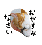 ころまる(猫)（個別スタンプ：13）