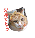 ころまる(猫)（個別スタンプ：15）