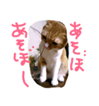 ころまる(猫)（個別スタンプ：16）