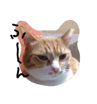ころまる(猫)（個別スタンプ：17）