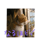 ころまる(猫)（個別スタンプ：18）