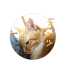 ころまる(猫)（個別スタンプ：19）