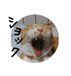 ころまる(猫)（個別スタンプ：20）