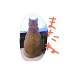 ころまる(猫)（個別スタンプ：21）