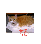 ころまる(猫)（個別スタンプ：22）