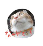 ころまる(猫)（個別スタンプ：23）