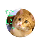 ころまる(猫)（個別スタンプ：24）