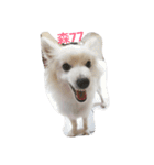 Spitz White Princess（個別スタンプ：1）