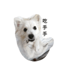 Spitz White Princess（個別スタンプ：5）