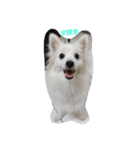 Spitz White Princess（個別スタンプ：6）