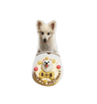 Spitz White Princess（個別スタンプ：8）