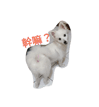 Spitz White Princess（個別スタンプ：9）