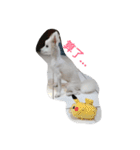 Spitz White Princess（個別スタンプ：10）