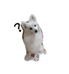 Spitz White Princess（個別スタンプ：11）