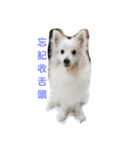 Spitz White Princess（個別スタンプ：12）