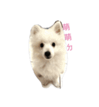Spitz White Princess（個別スタンプ：13）