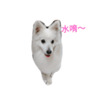 Spitz White Princess（個別スタンプ：17）